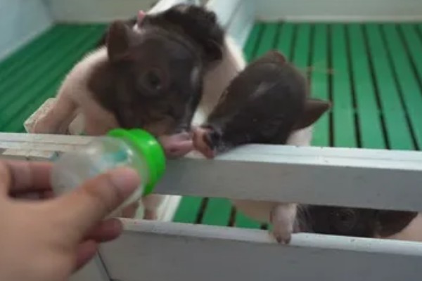 小猪拉稀怎么处理，可肌注或静注喹诺酮类药物