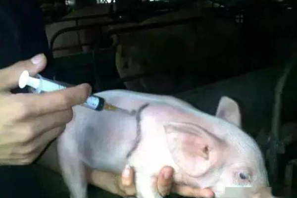 小猪拉稀怎么处理，可肌注或静注喹诺酮类药物