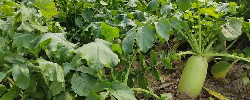 十字花科作物根肿病的防治措施，可农业防治也可化学防治