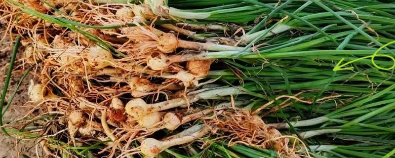 薤和兴渠的简介，薤是指藠头