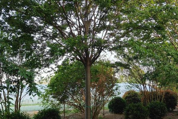 榉树防治虫害的方式,针对不同虫害的方式不同