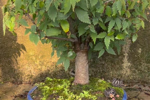 榉树防治虫害的方式,针对不同虫害的方式不同