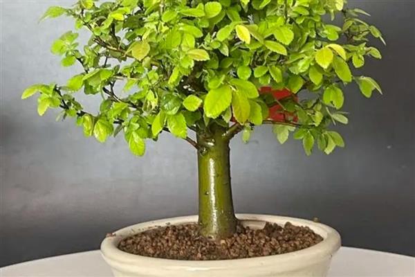 榉树防治虫害的方式,针对不同虫害的方式不同