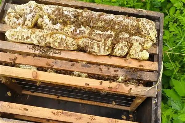 中蜂夏季如何养殖，防暑降温有利于蜂群发展
