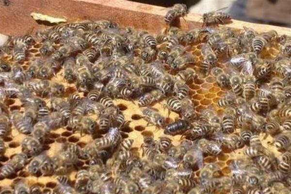 中蜂夏季如何养殖，防暑降温有利于蜂群发展