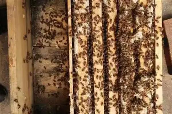 中蜂夏季如何养殖，防暑降温有利于蜂群发展