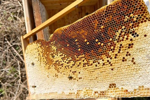 中蜂夏季如何养殖，防暑降温有利于蜂群发展
