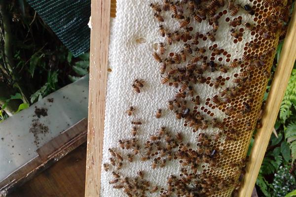 中蜂夏季如何养殖，防暑降温有利于蜂群发展