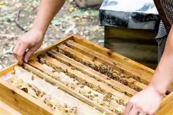中蜂夏季如何养殖，防暑降温有利于蜂群发展
