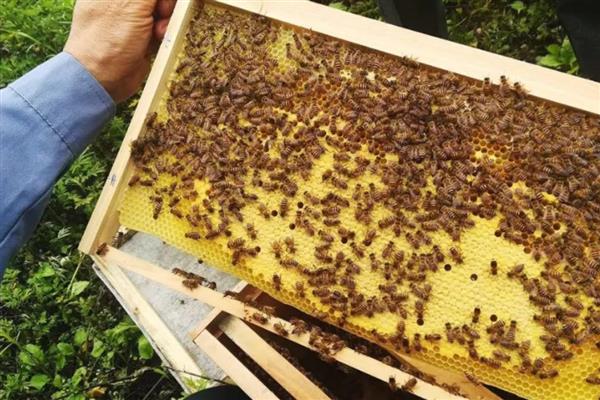 中蜂夏季如何养殖，防暑降温有利于蜂群发展