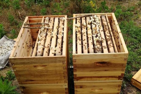 中蜂夏季如何养殖，防暑降温有利于蜂群发展