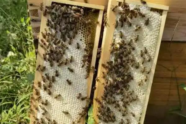 中蜂夏季如何养殖，防暑降温有利于蜂群发展