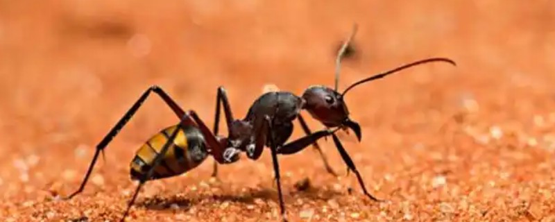 蚂蚁如何辨别方向，根据光照强度分辨方向