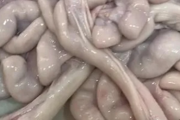 如何清洗猪生肠，先将肥油剪除