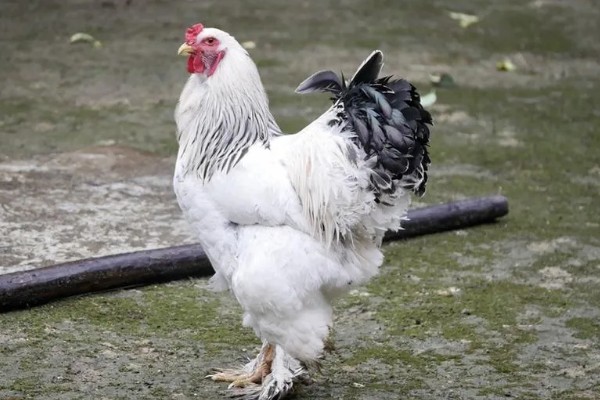 婆罗门鸡的体重，公鸡能达到20斤