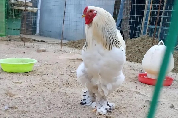 婆罗门鸡的体重，公鸡能达到20斤