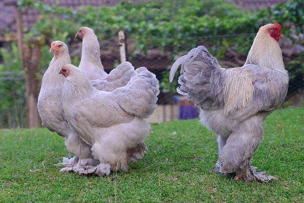 婆罗门鸡的体重，公鸡能达到20斤