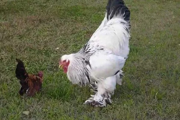 婆罗门鸡的体重，公鸡能达到20斤