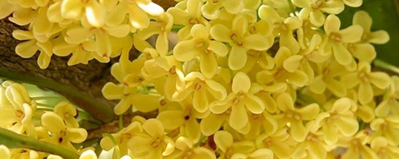 桂花的叶子为何会变硬变脆，可能是温度不适、光照过强等因素造成