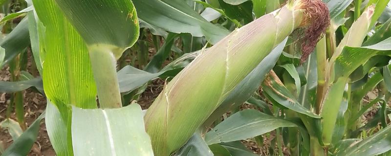 玉米乌霉如何形成，可能是感染了黑粉菌的孢子