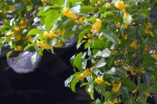 桂花的叶子为何会变硬变脆，可能是温度不适、光照过强等因素造成