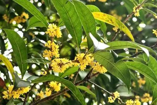 桂花的叶子为何会变硬变脆，可能是温度不适、光照过强等因素造成