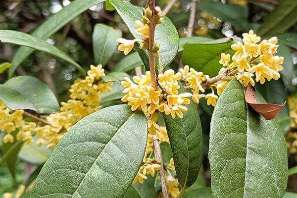 桂花的叶子为何会变硬变脆，可能是温度不适、光照过强等因素造成