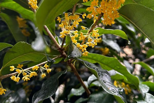 桂花的叶子为何会变硬变脆，可能是温度不适、光照过强等因素造成