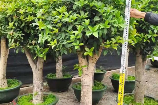 桂花的叶子为何会变硬变脆，可能是温度不适、光照过强等因素造成