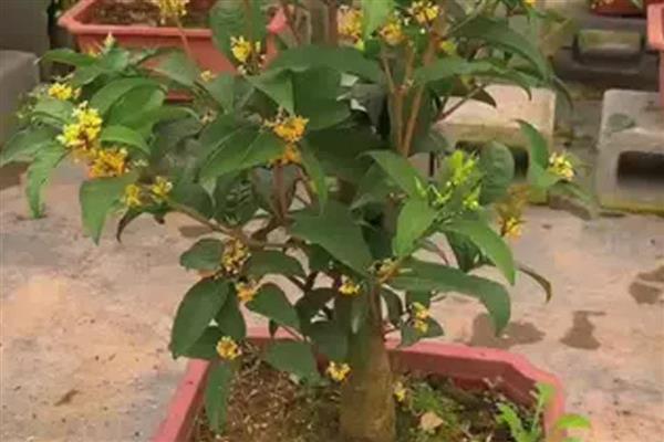 桂花的叶子为何会变硬变脆，可能是温度不适、光照过强等因素造成