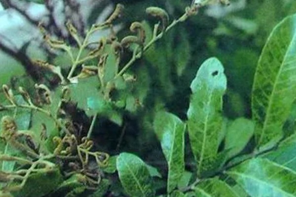 龙眼丛枝病有哪些症状，发病严重时叶片会畸形