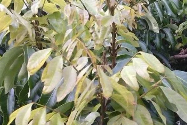 龙眼丛枝病有哪些症状，发病严重时叶片会畸形