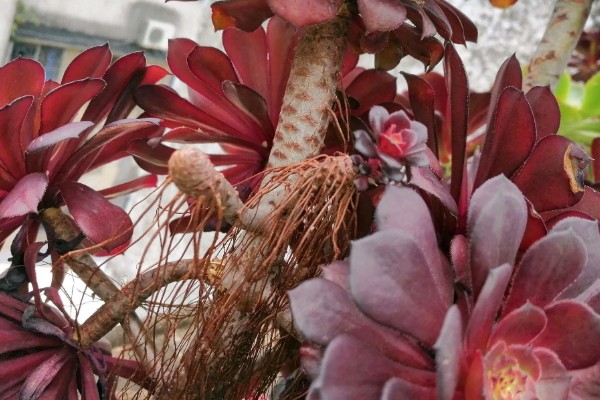 法师多肉为什么长气根，空气湿度大会长出气根吸收水分