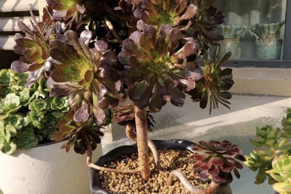 法师多肉为什么长气根，空气湿度大会长出气根吸收水分