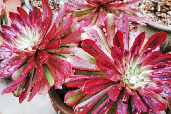 法师多肉为什么长气根，空气湿度大会长出气根吸收水分