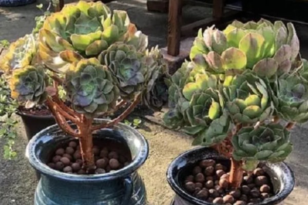 法师多肉为什么长气根，空气湿度大会长出气根吸收水分