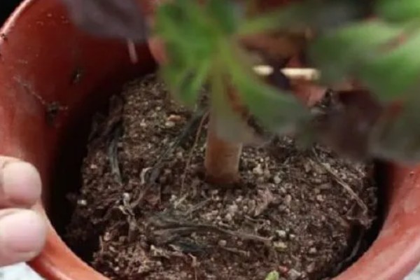 法师多肉为什么长气根，空气湿度大会长出气根吸收水分