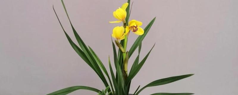 兰花怎么养，选择偏酸性的土壤种植