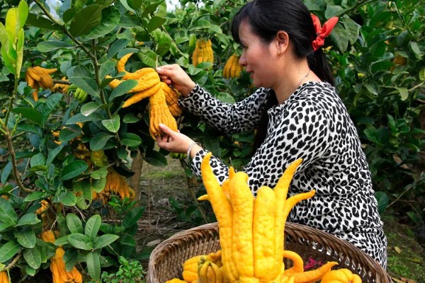 佛手生长多久才可以收获，栽后4-5年开始开花结果