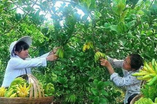 佛手生长多久才可以收获，栽后4-5年开始开花结果