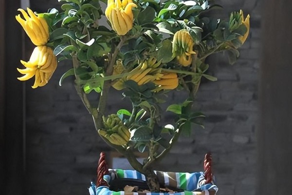 佛手生长多久才可以收获，栽后4-5年开始开花结果