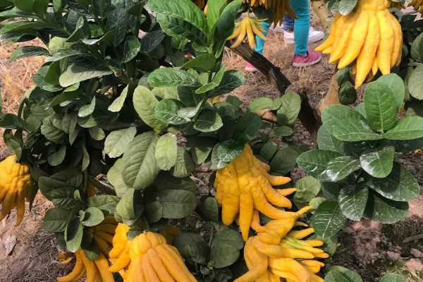 佛手生长多久才可以收获，栽后4-5年开始开花结果