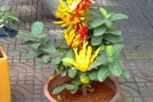 佛手生长多久才可以收获，栽后4-5年开始开花结果