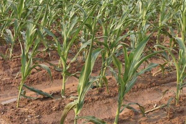 玉米乌霉如何形成，可能是感染了黑粉菌的孢子