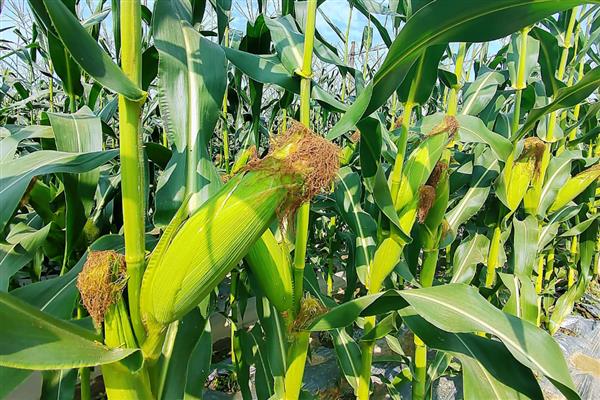 玉米乌霉如何形成，可能是感染了黑粉菌的孢子