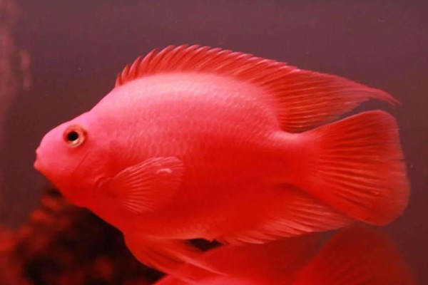 鹦鹉鱼的适宜水温，要保持在25-28℃