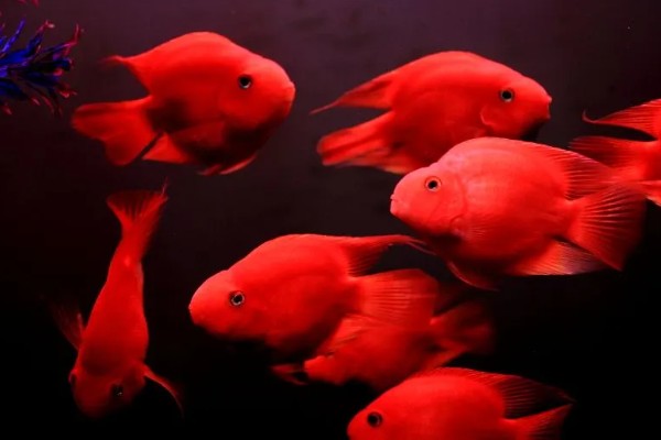 鹦鹉鱼的适宜水温，要保持在25-28℃