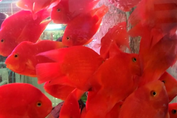 鹦鹉鱼的适宜水温，要保持在25-28℃