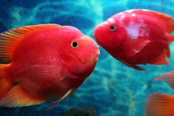 鹦鹉鱼的适宜水温，要保持在25-28℃