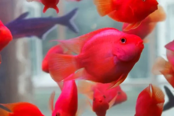 鹦鹉鱼的适宜水温，要保持在25-28℃